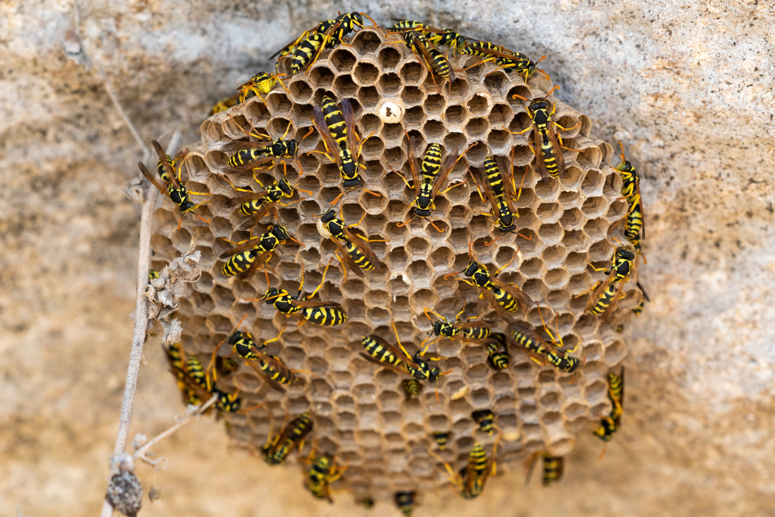 first aid for bee and wasp stings - paper wasps building a nest on a wall 2026 01 09 10 20 26 utc